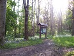 Forest Walks in Courtown Woods