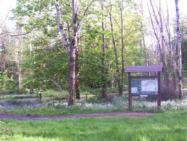 Forest Walks in Courtown Woods