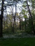 Forest Walks in Courtown Woods