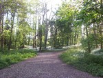 Forest Walks in Courtown Woods