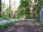 Forest Walks in Courtown Woods