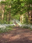 Forest Walks in Courtown Woods