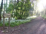 Forest Walks in Courtown Woods