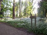 Forest Walks in Courtown Woods