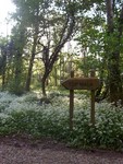 Forest Walks in Courtown Woods