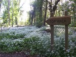 Forest Walks in Courtown Woods