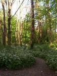 Forest Walks in Courtown Woods