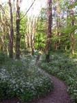 Forest Walks in Courtown Woods