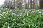 Forest Walks in Courtown Woods