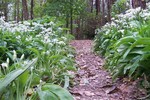 Forest Walks in Courtown Woods