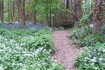 Forest Walks in Courtown Woods