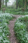 Forest Walks in Courtown Woods