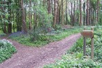 Forest Walks in Courtown Woods