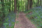 Forest Walks in Courtown Woods