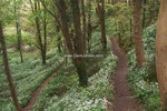 Forest Walks in Courtown Woods