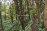 Forest Walks in Courtown Woods