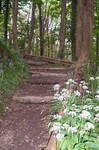 Forest Walks in Courtown Woods